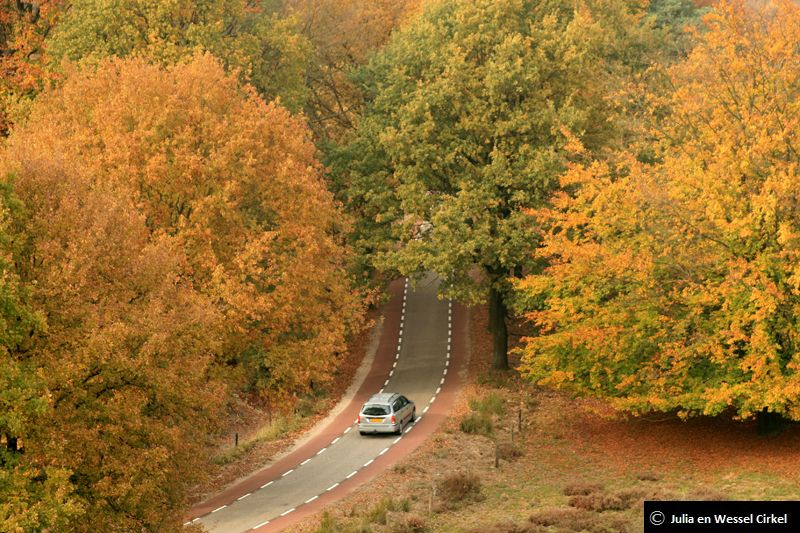 Herfst in het natuurgebied de Veluwezoom. Als je wild wilt zien moet je vroeg in de ochtend of tegen de avond naar de uitkijkpost op de Elsberg.Tip: Leuke dingen doen in de bossen.